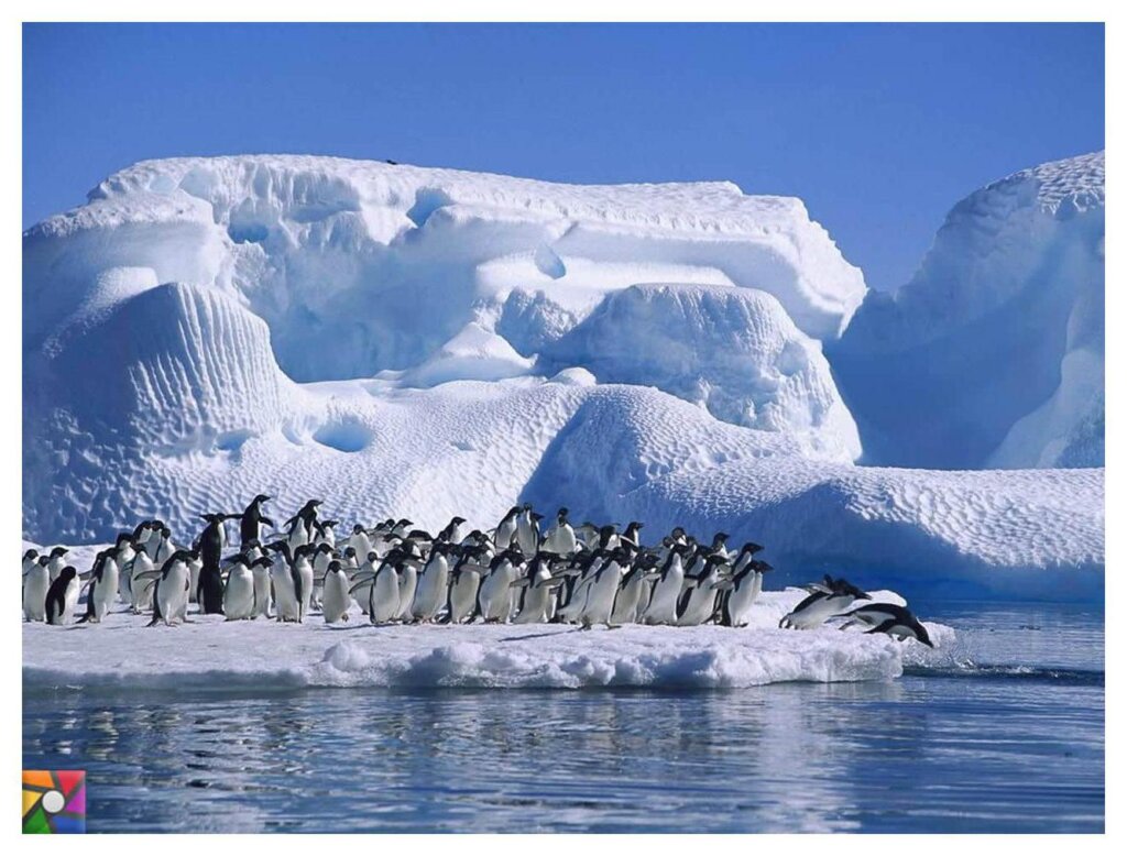 Animals Of Antarctica