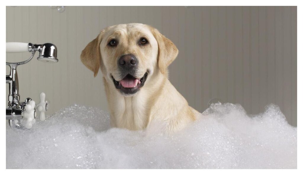 Bathing Dog1 1