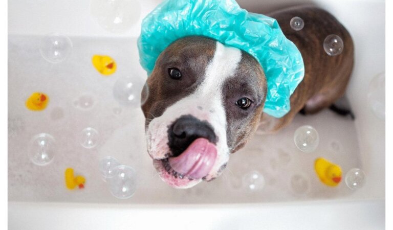 How to Bathe Dogs at Bath Time for Our Furry Friends