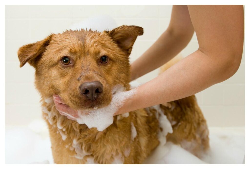 Bathing loving Dogs3