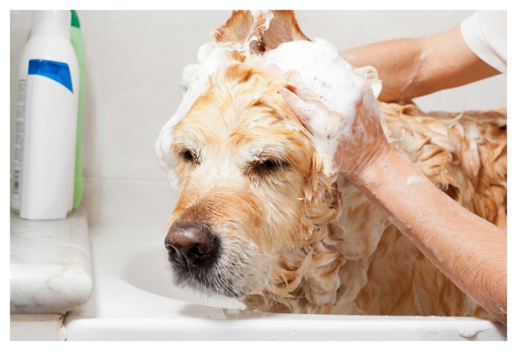 Washing The Dog