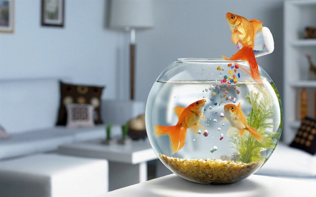 Aquarium fish home