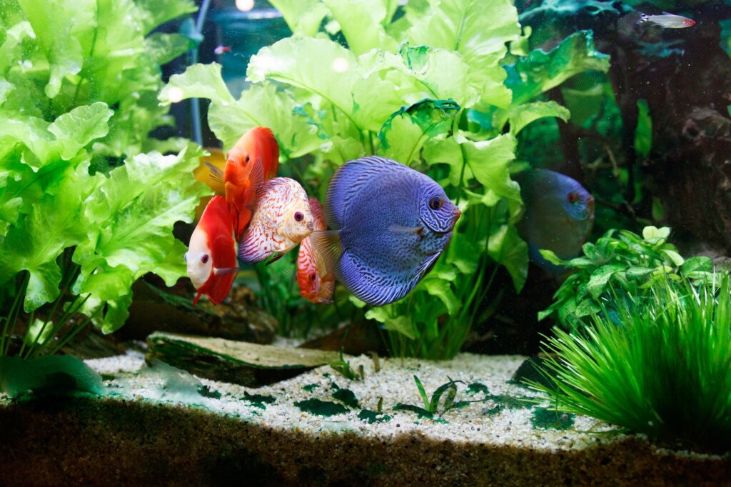 Aquarium fish love
