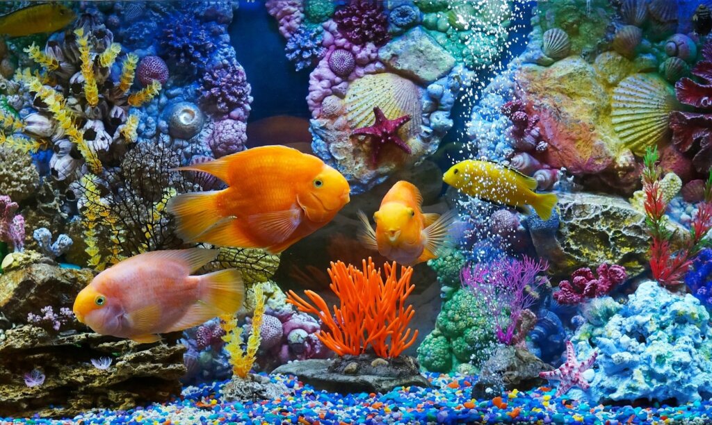Aquarium fish1