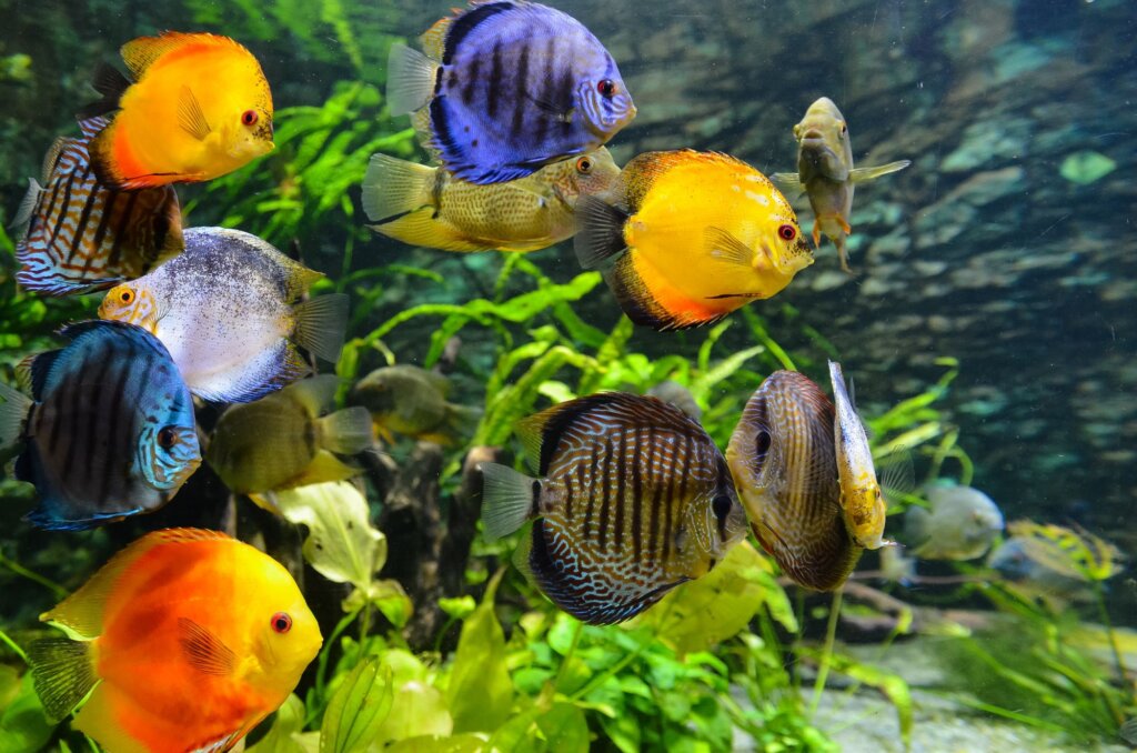 Aquarium fish3