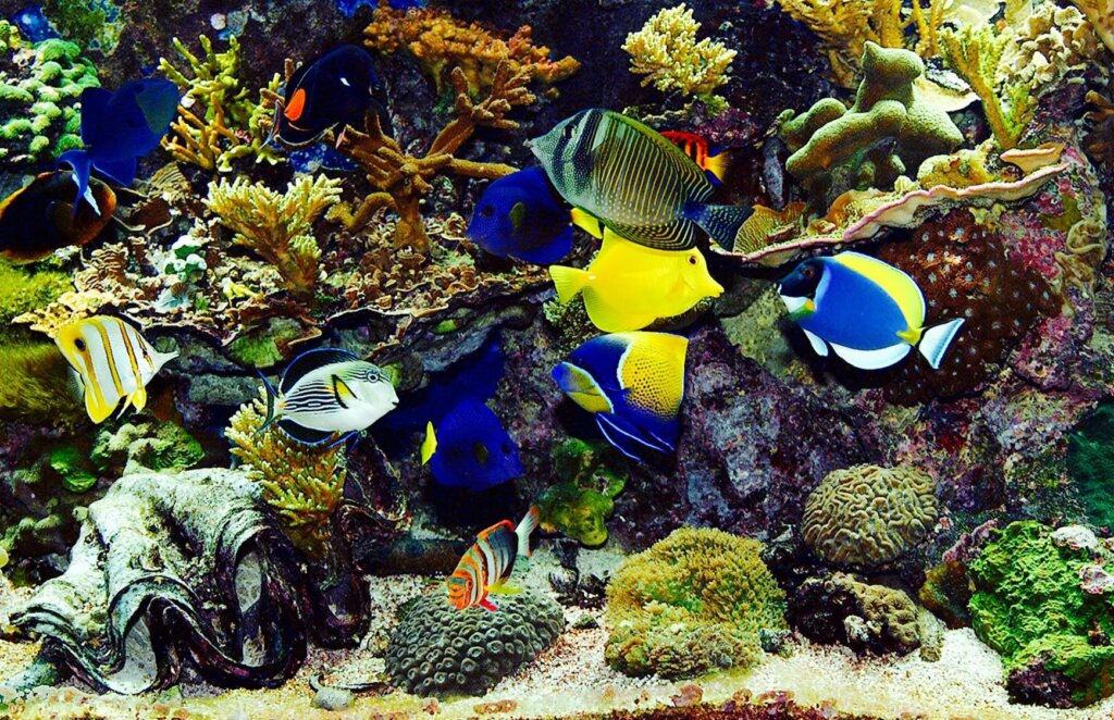 Aquarium fish4