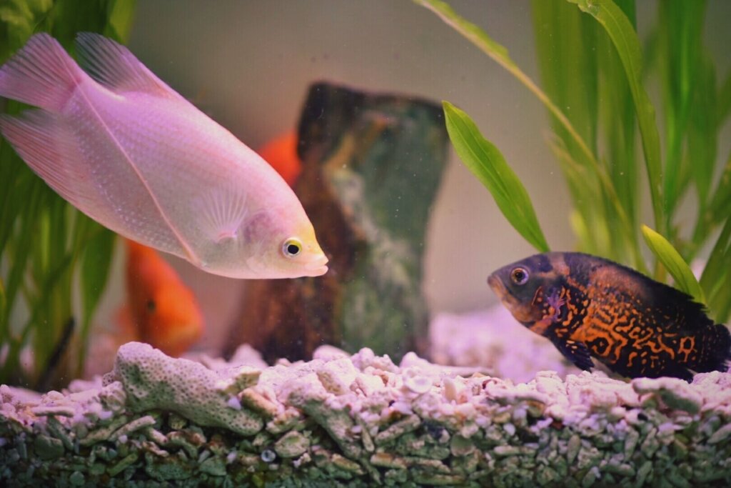 Aquarium fish5