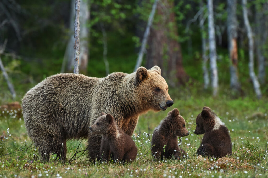Bears and babys