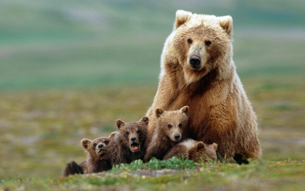 Bears and babys 2