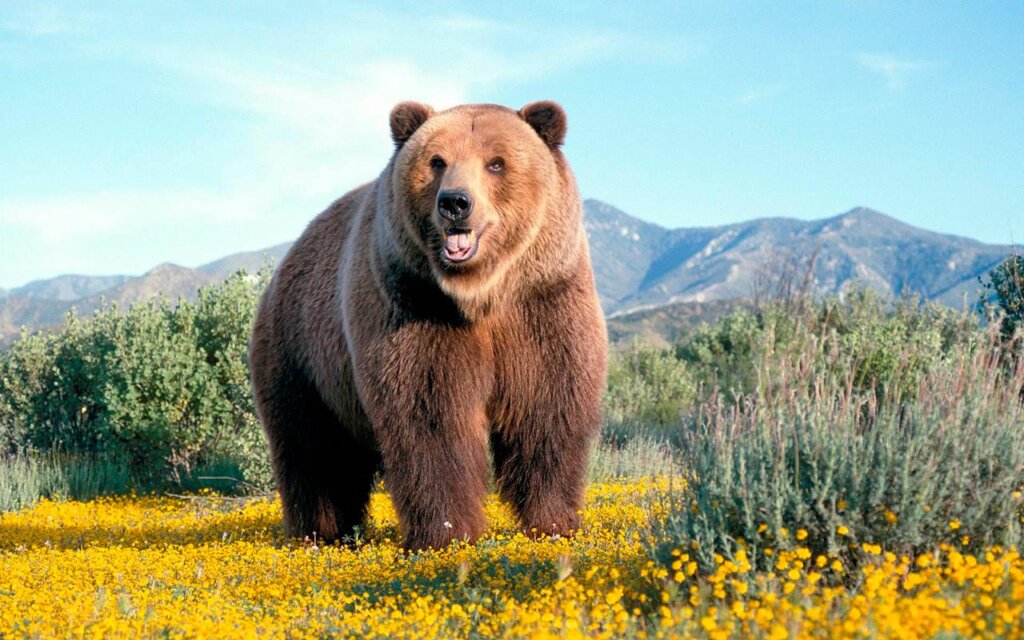Bears big