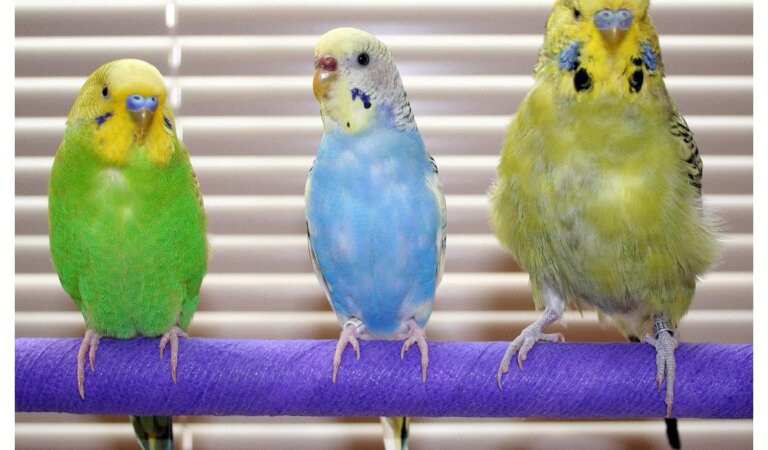 How Many Years Does the Parakeet Live