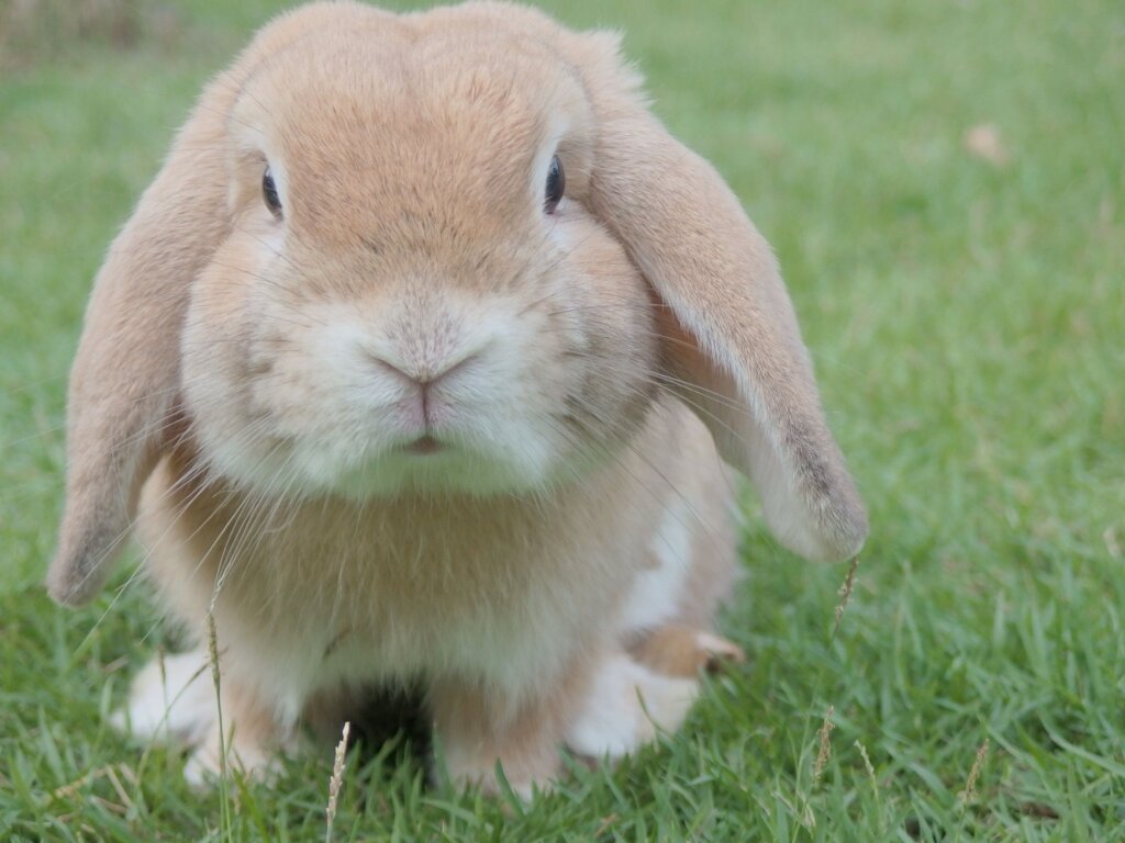 Bunny 10
