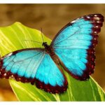 Butterflies 12 1
