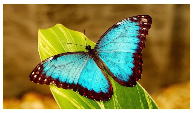 They Eat Feces, Drink Tears! 10 Facts About Butterflies You’ve Never Heard Of