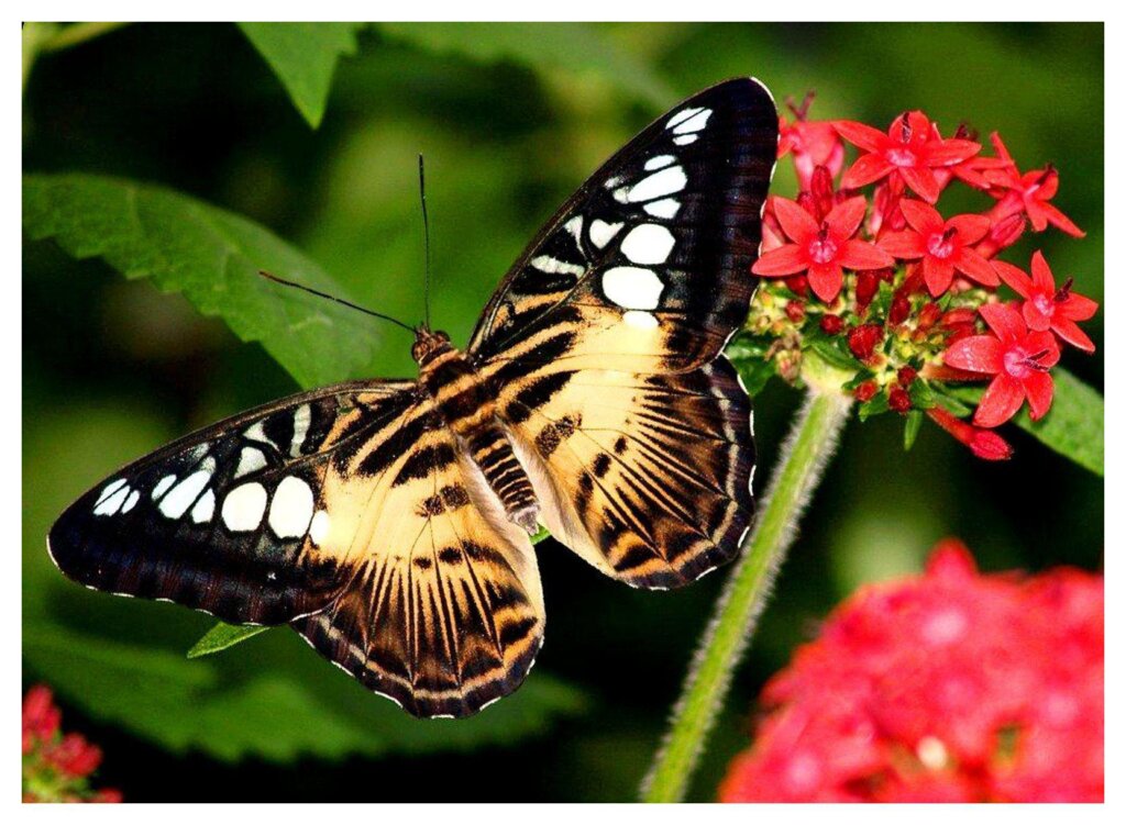Butterflies 24