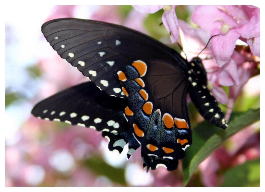 Butterflies 28