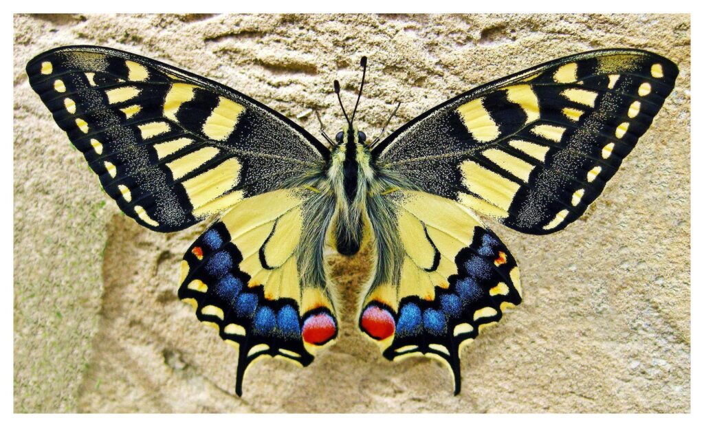 Butterflies 29