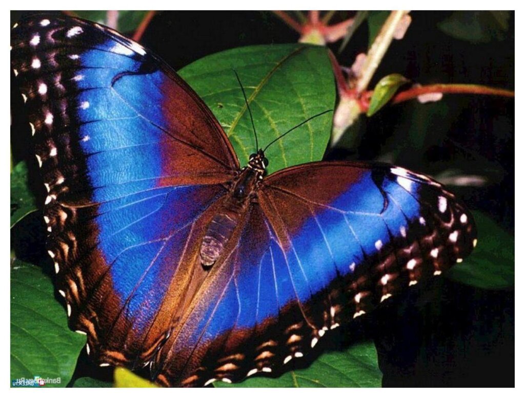 Butterflies 32