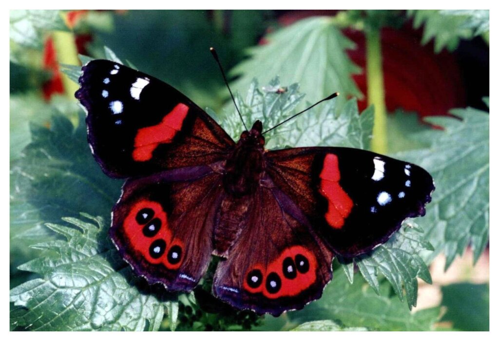 Butterflies 33