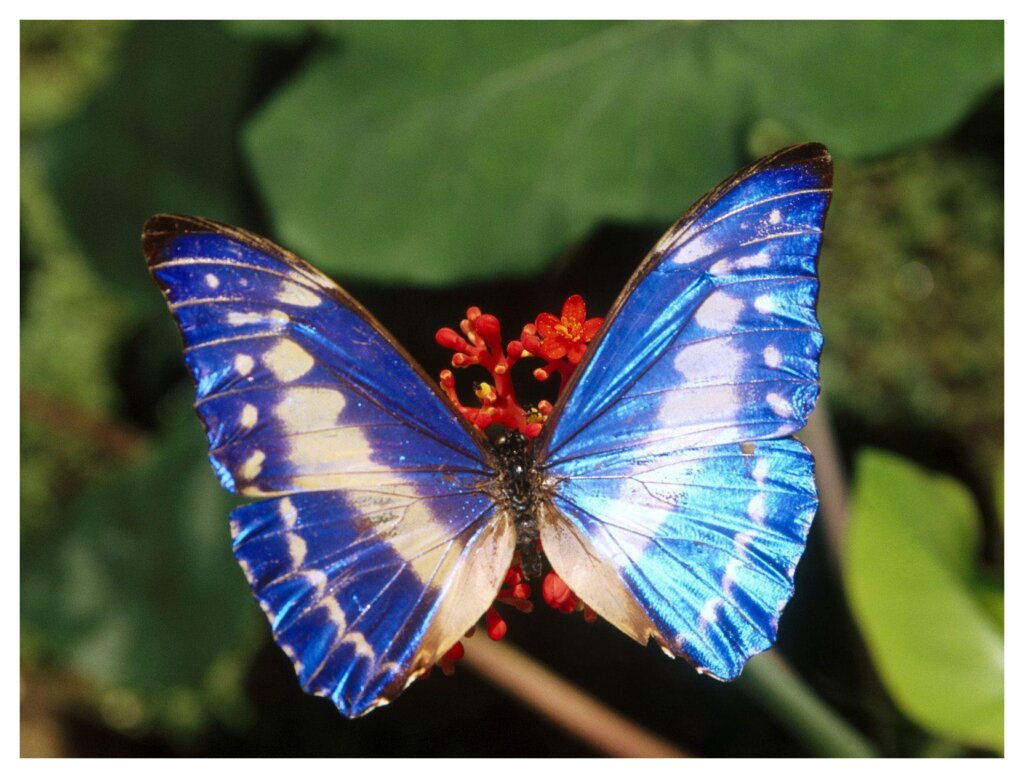 Butterflies 35