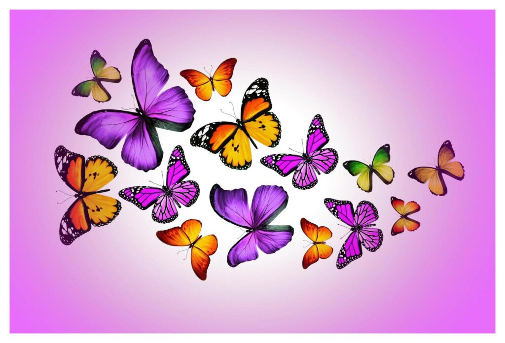 Butterflies 37