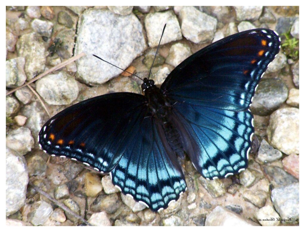 Butterflies 38