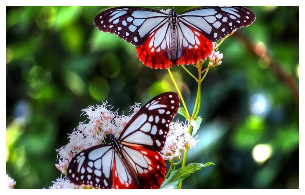 Butterflies 40