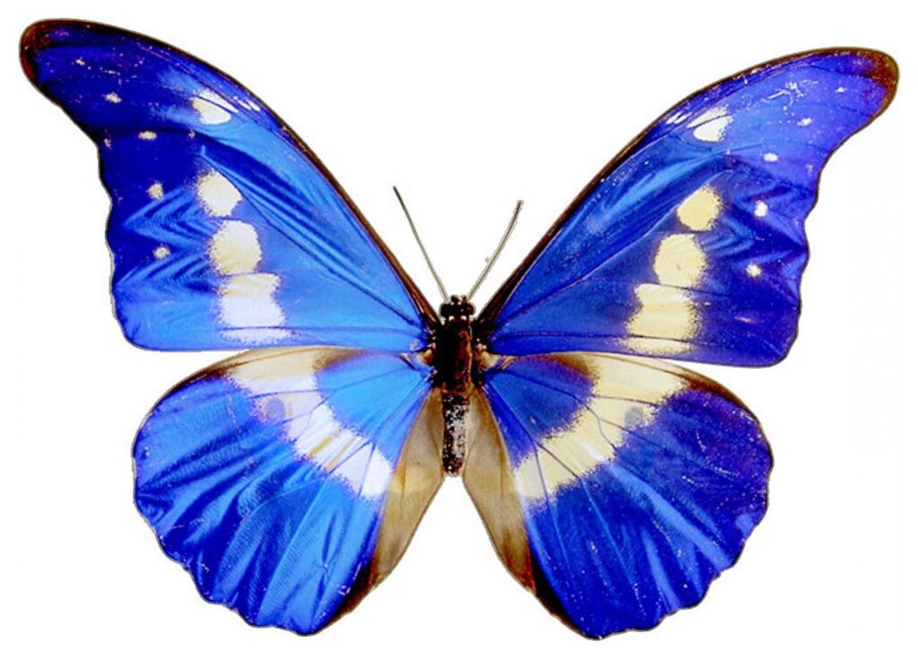 Butterflies 45