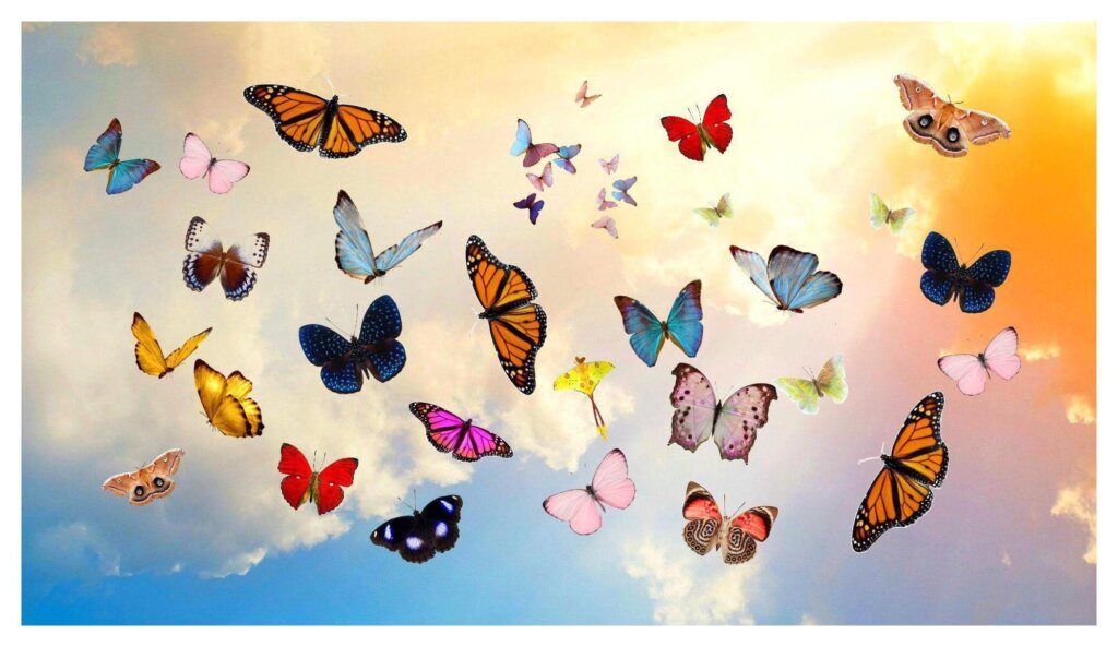 Butterflies 46