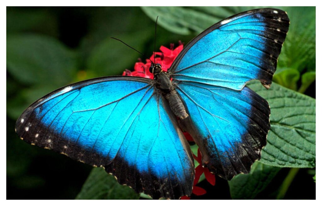 Butterflies 48
