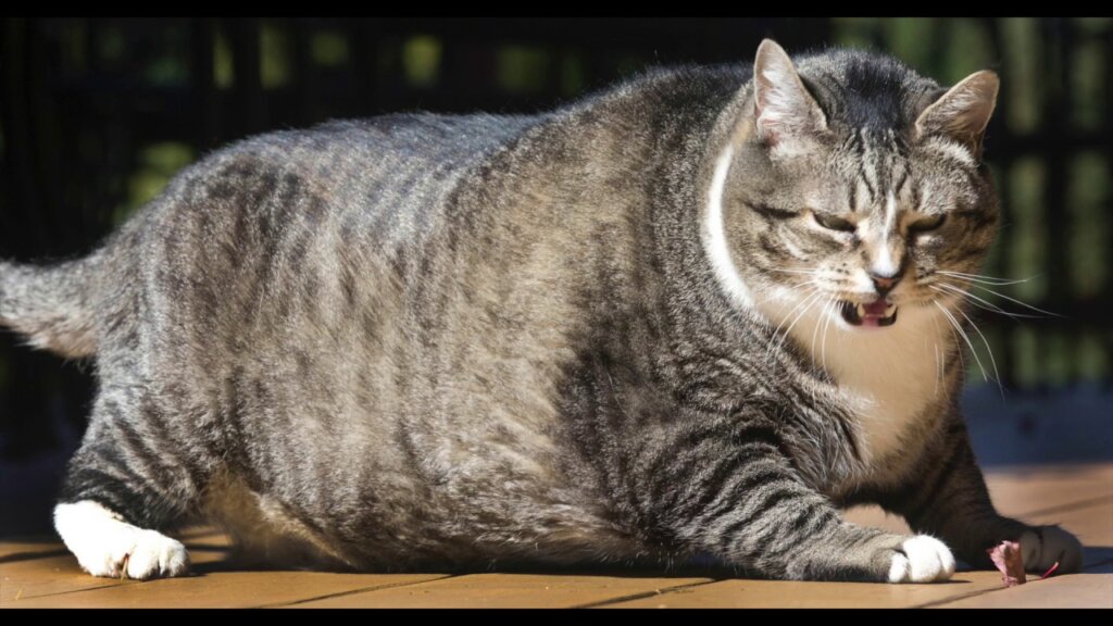 Cat Fat 3