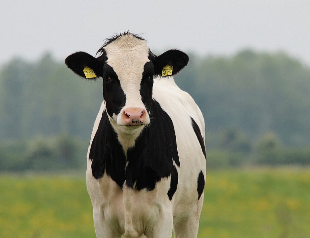 Cow 2022