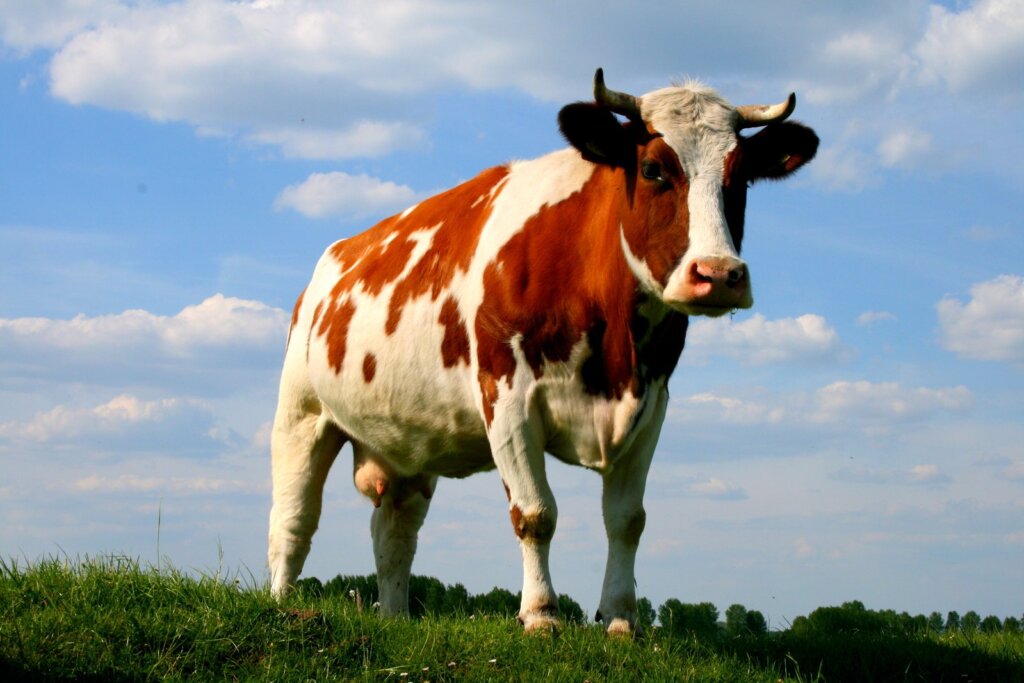 Cow beautiful