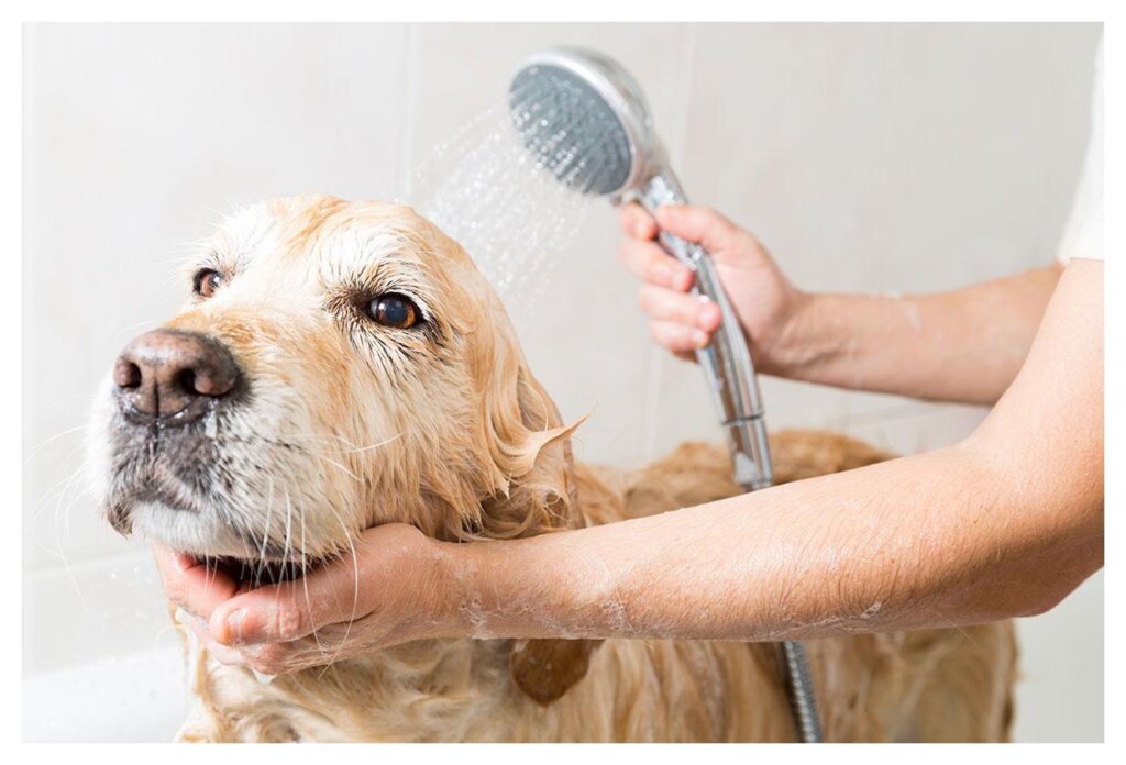 Dog Shampoo Washing 1