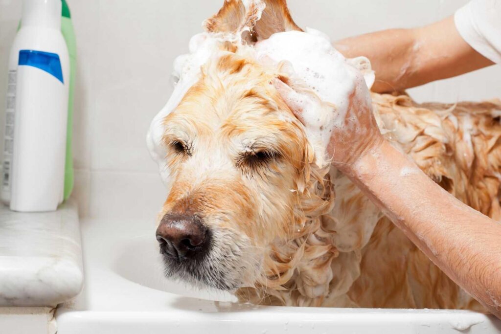 Dog Shampoo Washing