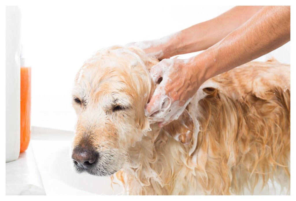 Dog Shampoo Washing 11