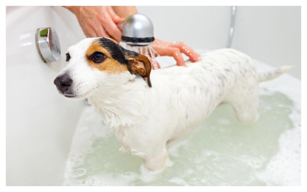 Dog Shampoo Washing 12