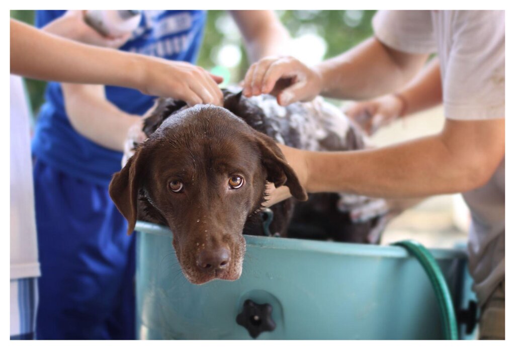 Dog Shampoo Washing 123