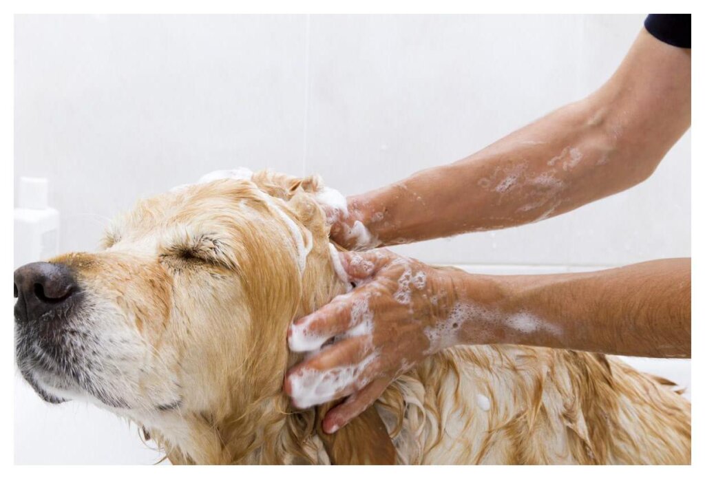 Dog Shampoo Washing 13