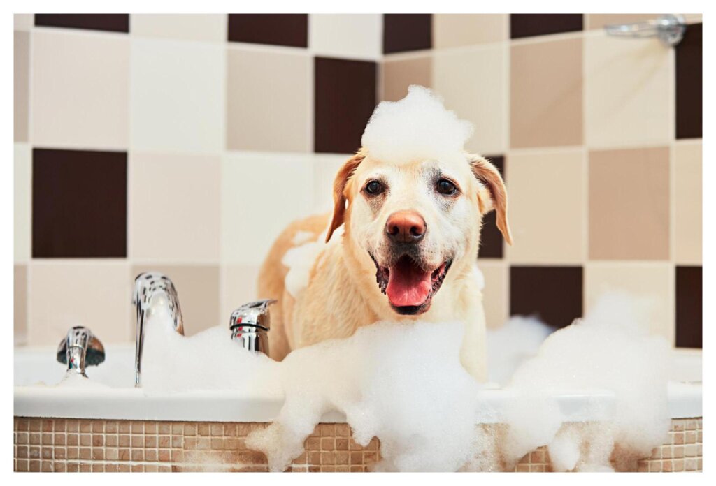 Dog Shampoo Washing 15