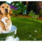 Dog Shampoo Washing 16 1