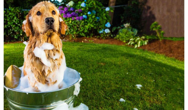 How Do I Know If The Shampoo I Have Chosen Is Suitable For My Dog