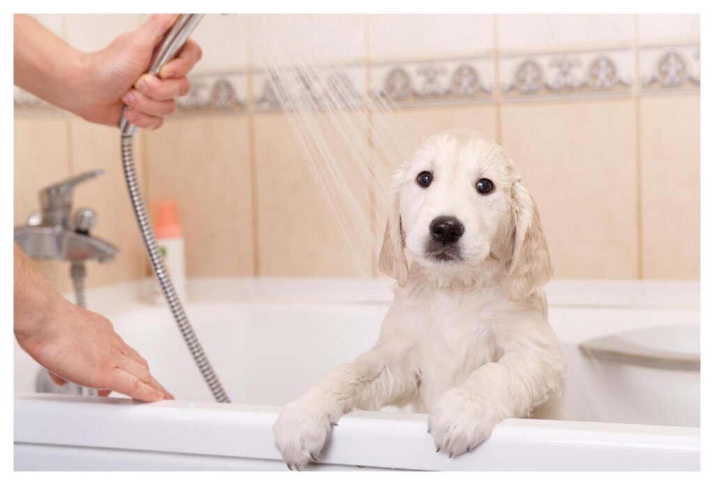 Dog Shampoo Washing 17