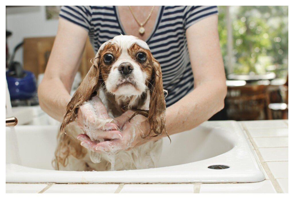 Dog Shampoo Washing 19