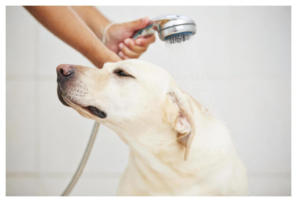 Dog Shampoo Washing 2022