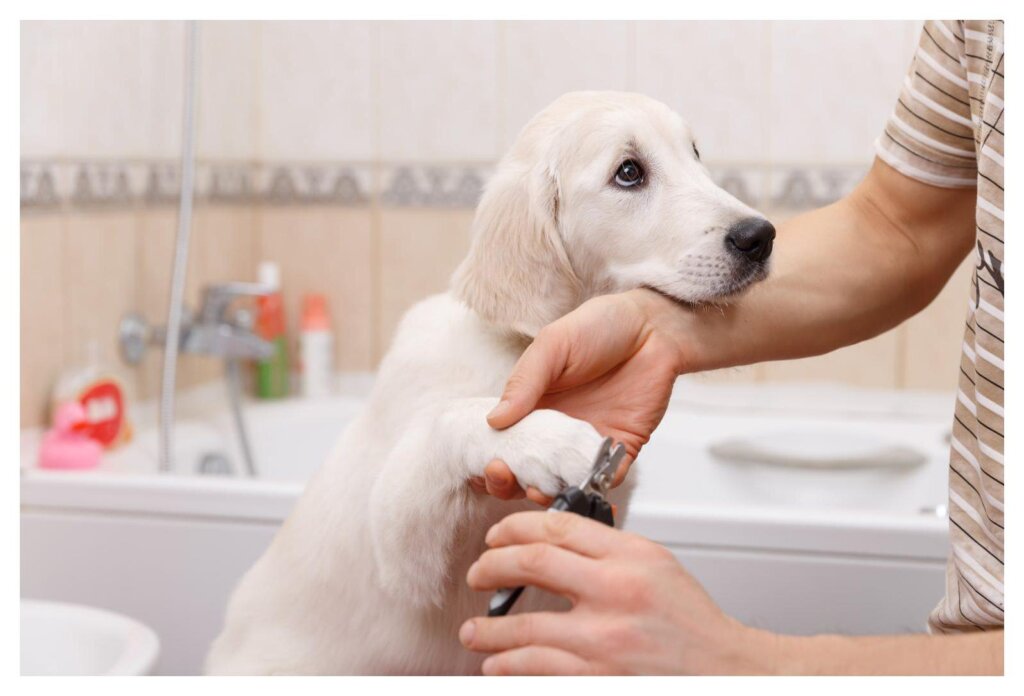 Dog Shampoo Washing 21