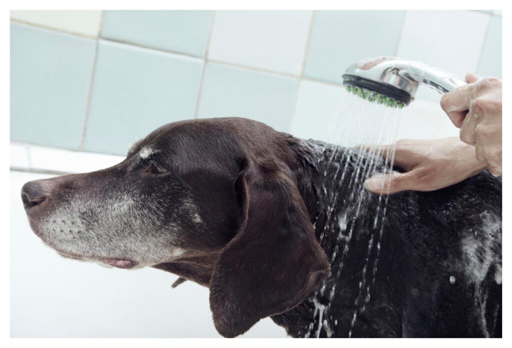 Dog Shampoo Washing 22