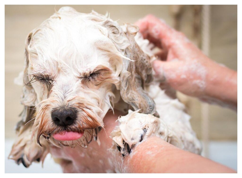 Dog Shampoo Washing 23