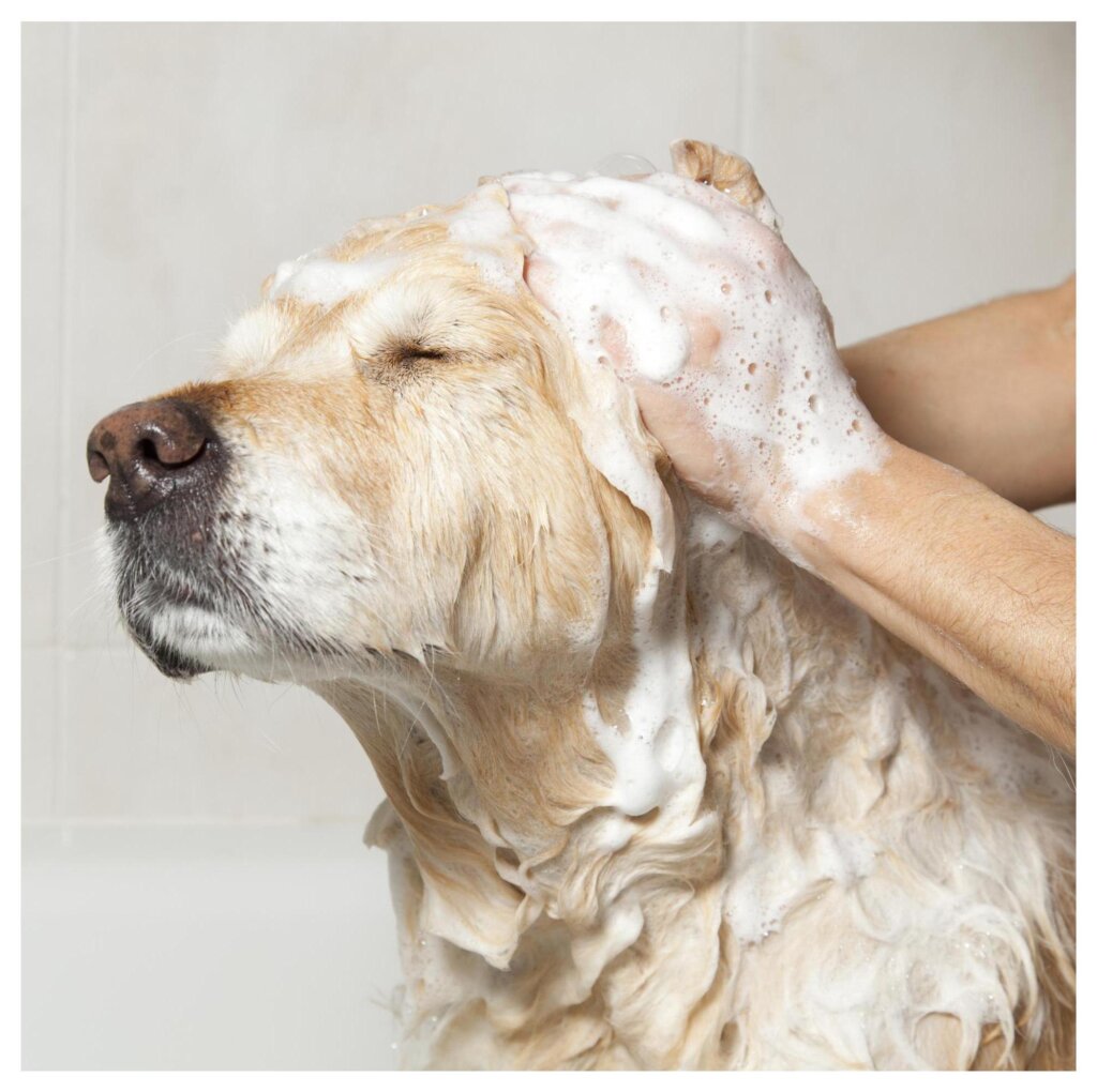 Dog Shampoo Washing 24