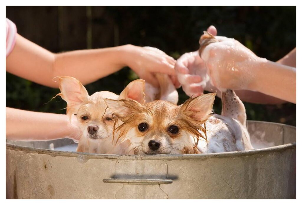 Dog Shampoo Washing 26